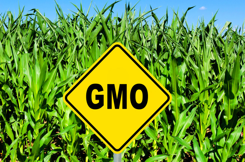 Producenci rolni postulują wykreślenie zakazu stosowania pasz GMO