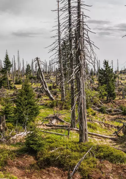 Środowisko naturalne nadal jest zagrożone/ Canva