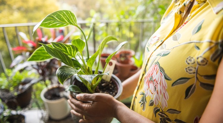 Philodendron "Birkin", az egyik látványos, ám könnyen gondozható szobanövény Fotó: Getty Images