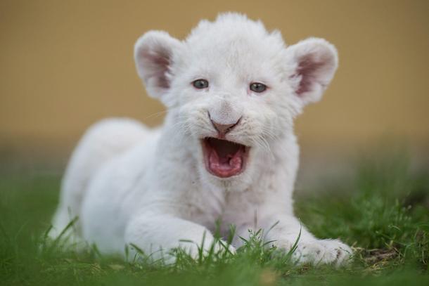 Four-week-old female white lion cub