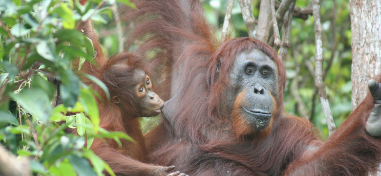 Orangutan leczył sam swoją ranę. Pierwsza taka obserwacja w historii