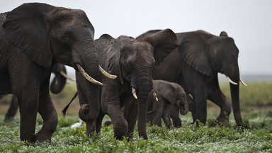 Kłusownicy zabili 81 słoni