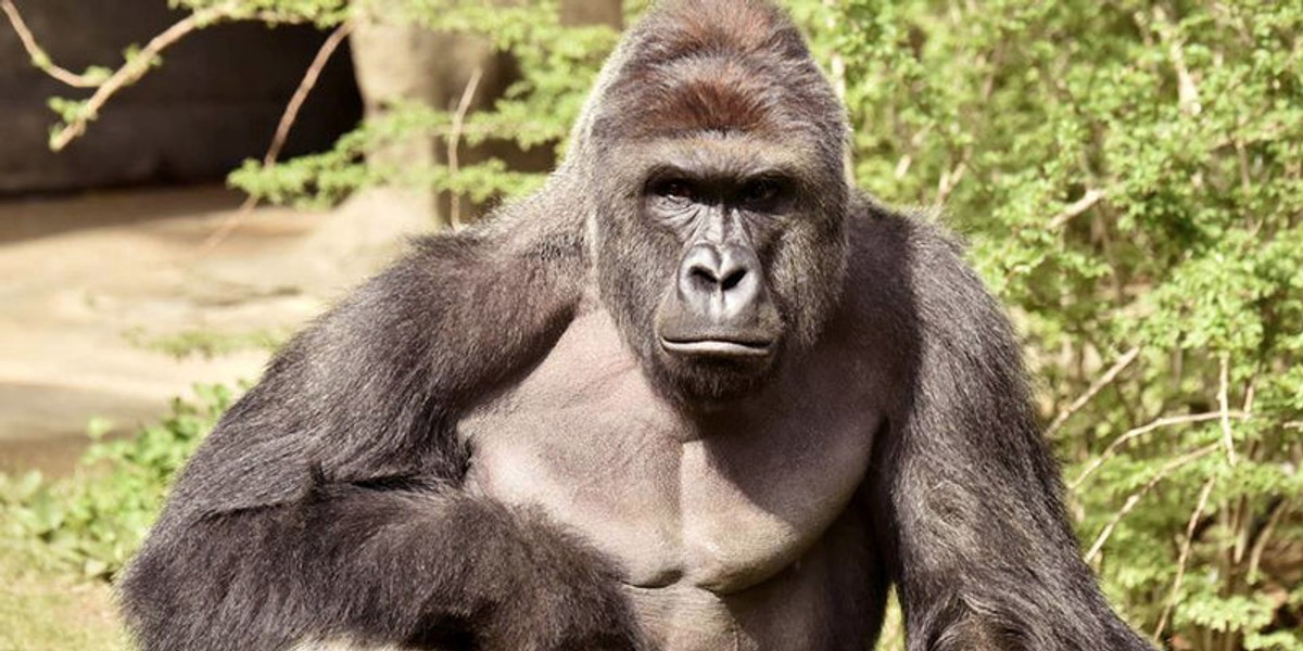 Harambe, a 17-year-old gorilla at the Cincinnati Zoo