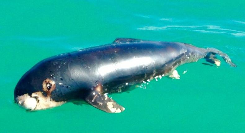 This undated handout picture released on March 19, 2017 by the US environmental group Sea Shepherd Conservation Society shows a dead newborn vaquita marina porpoise found at Playa Hermosa beach in the Gulf of California, Mexico