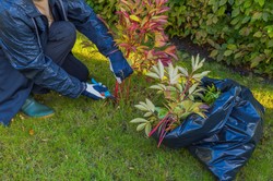 Kiedy ścinać piwonie na zimę? Jak przyciąć piwonie?