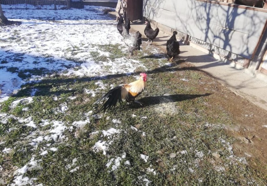 Živina u Borinom dvorištu