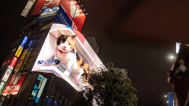 Gigantyczny Kot-Godzilla nową atrakcją w Tokio