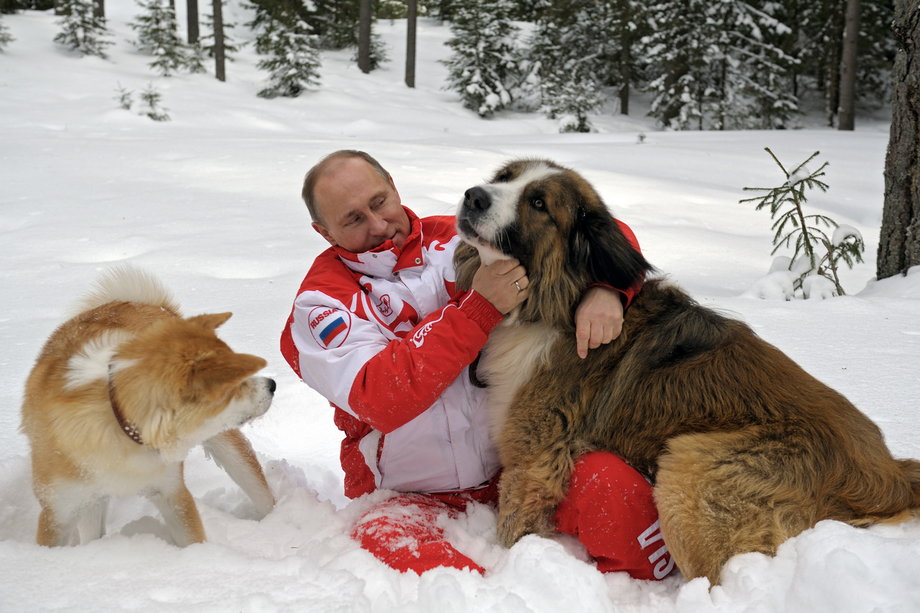 A oto psy rosyjskiego prezydenta - Akita Inu i owczarek bułgarski o imieniu Buffy. Putin ma też 15-letniego labradora