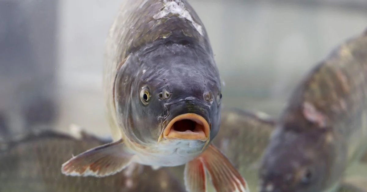 Żywego karpia coraz trudniej kupić. Gdzie szukać ryby "prosto z wody"?