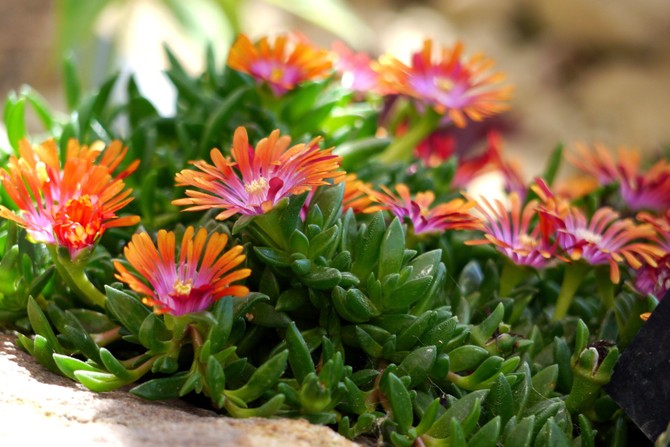 Delosperma
