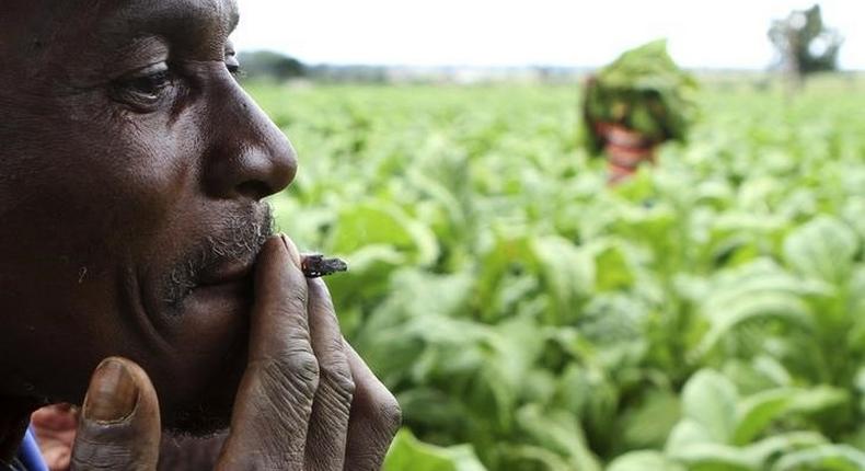 A farm worker smokes at a farm ahead of the tobacco selling season in Harare March 3, 2015. REUTERS/Philimon Bulawayo