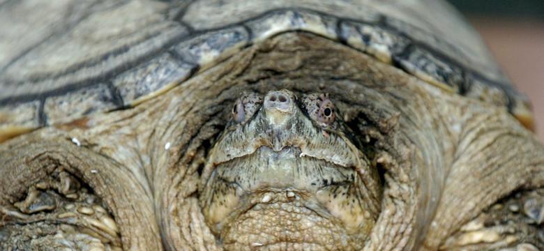 Żółw jaszczurowaty złapany pod Warszawą. To gatunek niebezpieczny dla ludzi