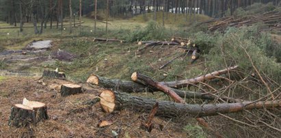 Koniec z samowolną wycinką drzew? Sejm zaostrzył przepisy