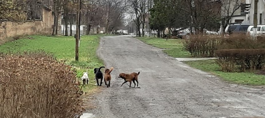 Neodgovorni vlasnici i problem za meštane