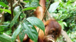 Galeria Indonezja - Orangutany z Sumatry, obrazek 3