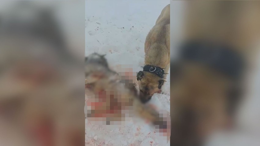 Neustrašivi pas spasio ovce od vuka