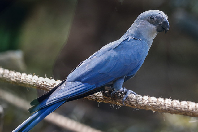 JOŠ JEDNO NA LISTI ISTREBLJENIH Papagaj plava ara zvanično više NE POSTOJI u divljini