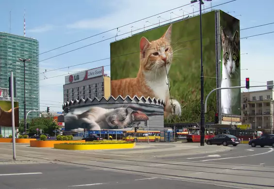 Koty zamiast szpecących reklam. Co powiesz na taką zmianę?