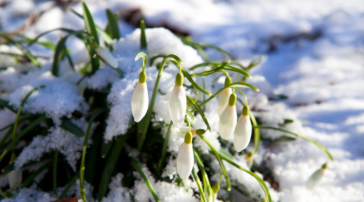 Hóvirág / Illusztráció: Northfoto
