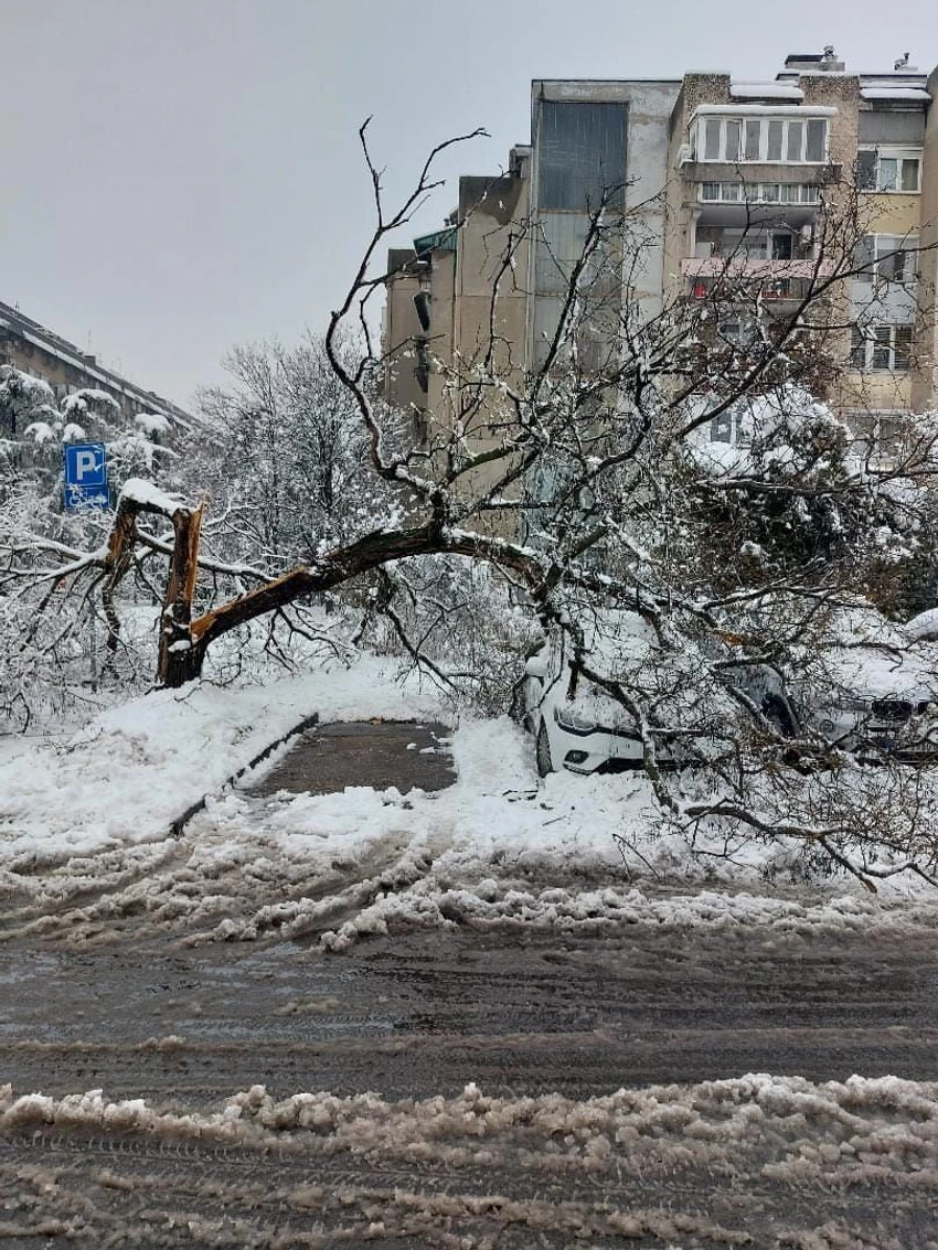 Palo drvo u 28 bloku