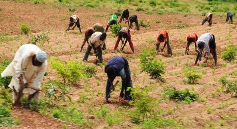 Farmers in Nigeria