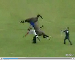 Ten koń nie ma dziś ochoty na jazdę