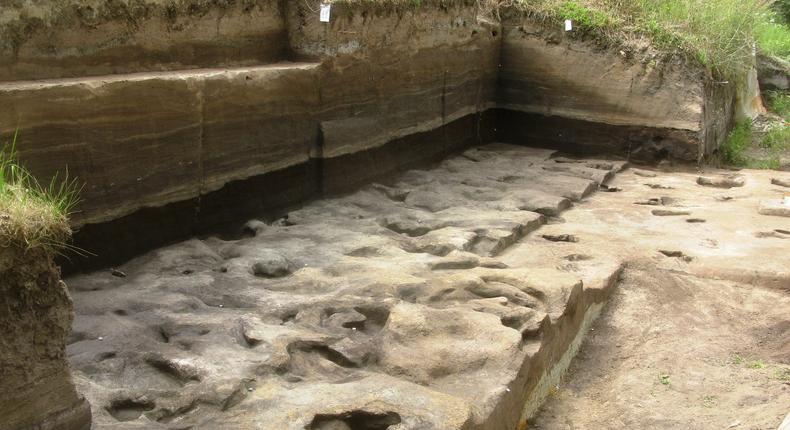 Ancient human footprints were found alongside now-extinct species of rhino and elephant.Senckenberg