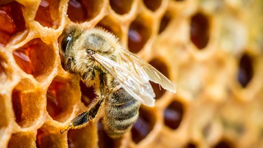 Zła pogoda powodem słabych zbiorów miodu na Podkarpaciu