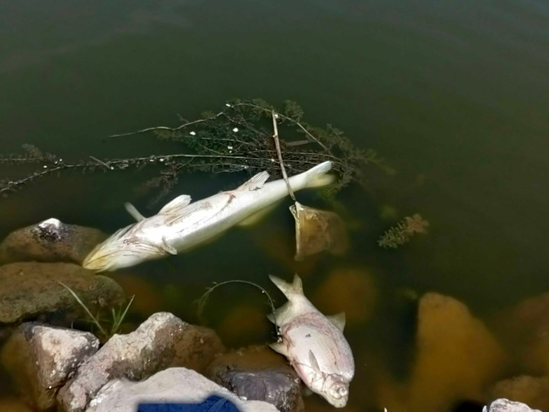 Śnięte ryby nad Odrą. Sytuacja w Słubicach