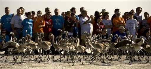 PTAKI SPAIN - ANIMALS - FLAMINGOS