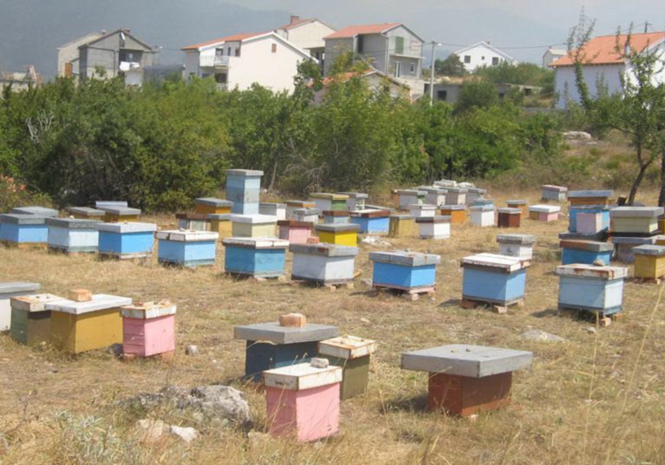 800 Dinara po košnici: Danas kreće prijava za subvencije za pčelare