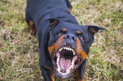 Nie żyje 57-latek pogryziony przez rottweilery