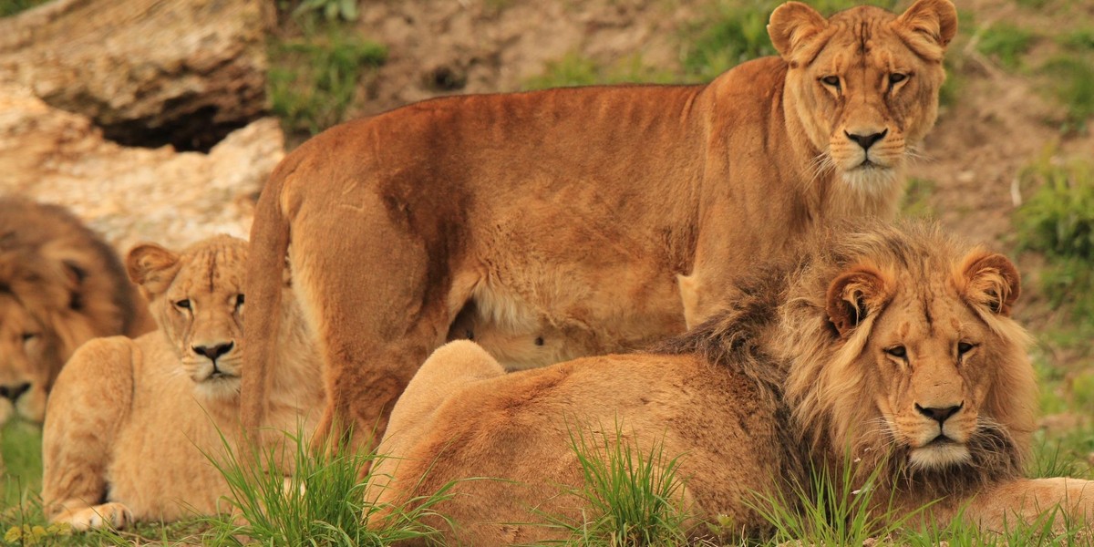 Stado lwów w gdańskim zoo