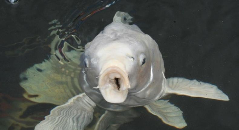 All carp are sacred in Japan, with many seeing them as symbols of luck and prosperity