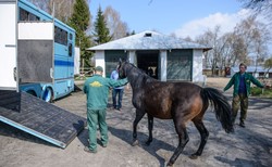 Shirley Watts podjęła "postępowanie prawne" wobec stadniny w Janowie Podlaskim