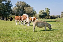 Znasz polskie przysłowia ze zwierzętami? Trudny QUIZ dla erudytów, ale mniej niż 80 proc. to wstyd!