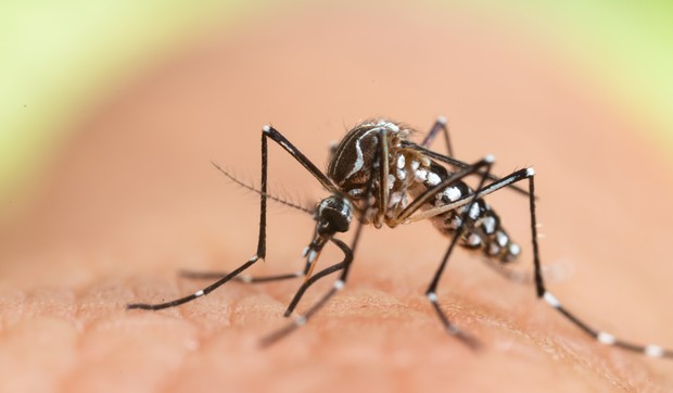 Tigrasti komarac - Aedes albopictus