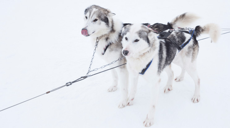 A husky rendkívül barátságos és szelíd kutya - és a vizet is szereti /Illusztráció: AFP