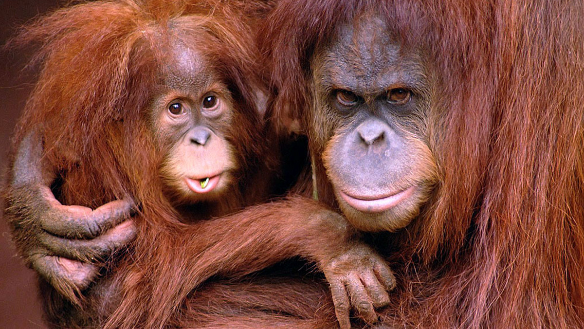 W dżungli każde zwierzę stara się upodobnić do otoczenia. Ma pręgi, cętki, skórę w kolorach lasu albo udaje, że jest kimś innym, na przykład rośliną. Maskują się wszystkie stworzenia. Tylko orangutan jest inny. Prowokacyjnie rudy.