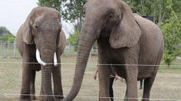Lezárult az elpusztult szadai cirkuszi elefántok ügye: itt az eredmény