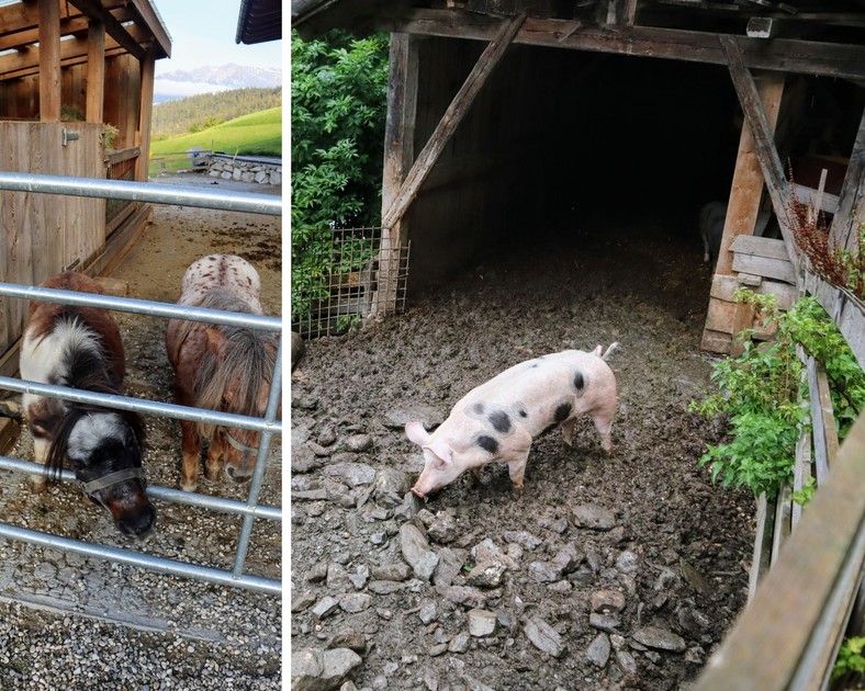 Zwierzęta w agroturystyce Ahner Berghof