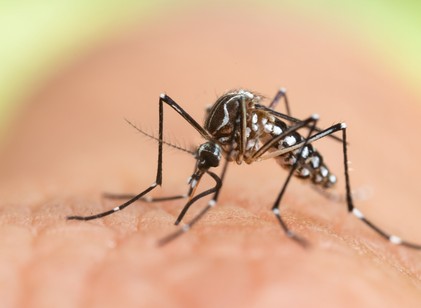 Dengue-láz és malária: trópusi betegségek jelentek meg Magyarországon című cikk nyitóképe