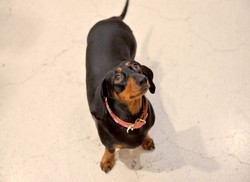 Niezwykła historia jamnika. Pies przeżył 529 dni w australijskim buszu