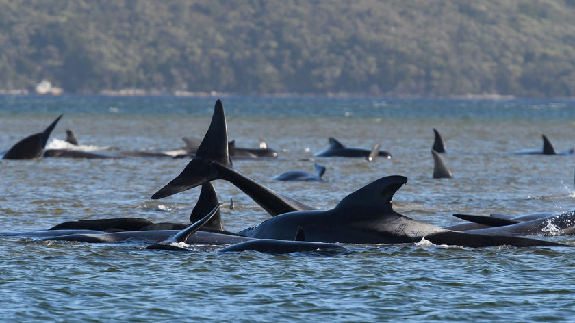 Dramat wielorybów u wybrzeży Tasmanii