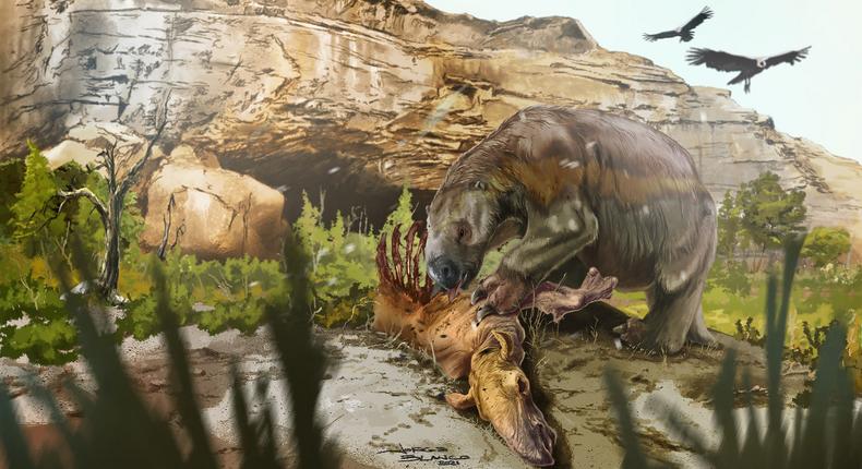 An artistic reconstruction of the South American giant ground sloth feeding on the carcass of a prehistoric herbivore related to modern llamas.
