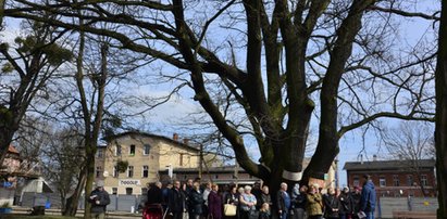 Chcą ściąć 200-letniego Karlika! Mieszkańcy protestują