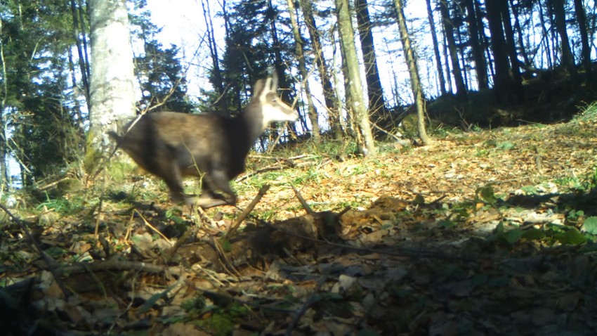 Bajina Bašta lov na divokoze
