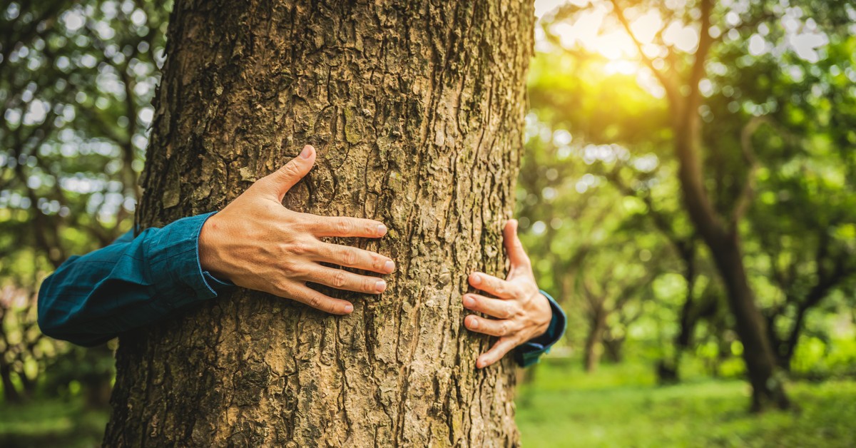 Plany Lasów Państwowych będzie można zaskarżać? Ministerstwo ma plan