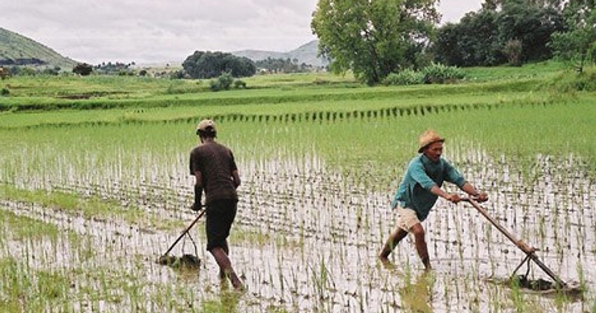 Dream of father of hybrid rice takes root in Africa - Vimarsana News