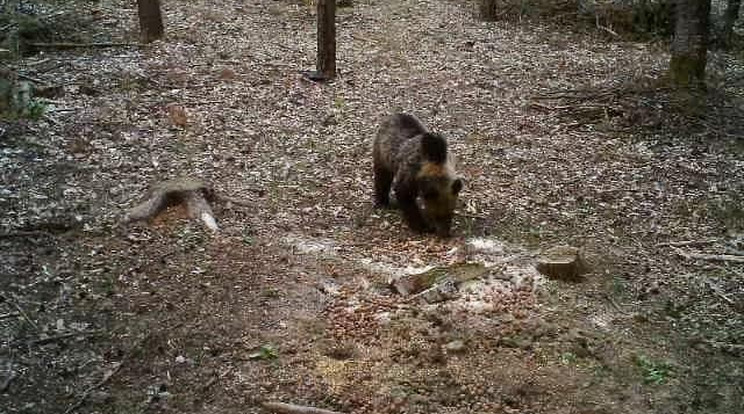 A medvét egy szóró, vagyis etetőhely mellett kihelyezett vadkamerával le is fotózták / Fotó: Facebook/Aggteleki Nemzeti Park